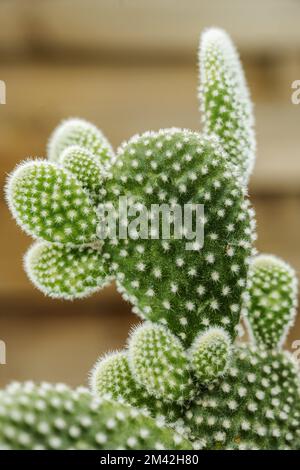 an opuntia microdasys with lots of annoying white spikes