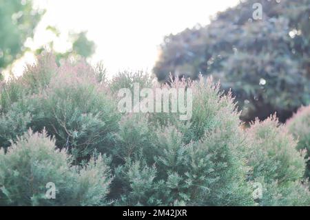 Chamae Cyparis Lawoniana, CHAMAECYPARIS LAWONIANA or CUPRESSA CEAE or ELLWOODS GOLD plant Stock Photo