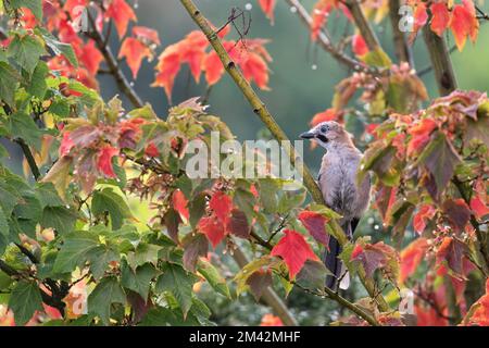 A jay, wet from summer rain, sits in a columnar maple among red and green leaves. Stock Photo