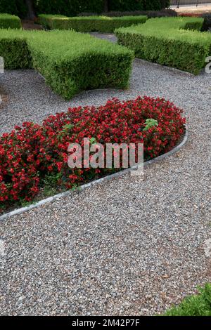 Begonia semperflorens-cultorum plant in bloom Stock Photo