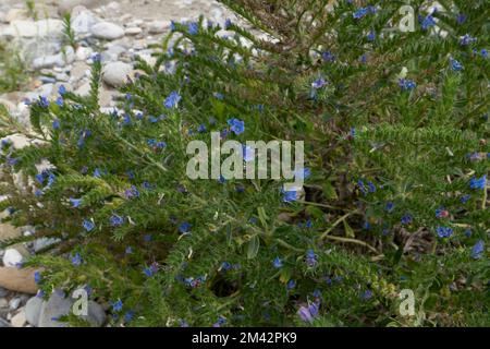 Echium vulgare plant in bloom Stock Photo