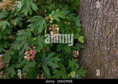 Hydrangea quercifolia  shrub in bloom Stock Photo