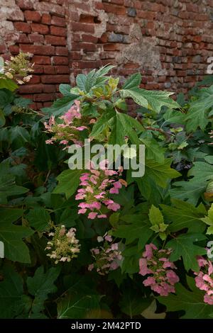 Hydrangea quercifolia  shrub in bloom Stock Photo