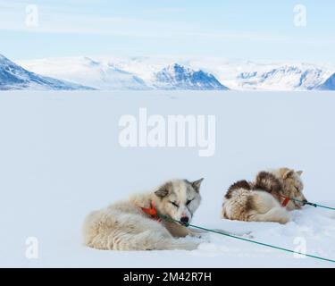 Sled dogs resting on snow covered ground, Greenland. Stock Photo