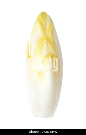 Belgian endive, fresh witloof chicory bud with slightly bitter leaves, isolated, from above. Witlof, indivia, endivias or chicon. Stock Photo