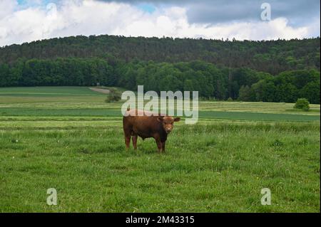 A brown cow stands on a green pasture in the countryside Stock Photo