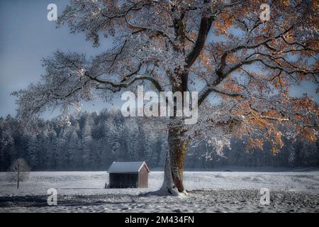 DE - BAVARIA: Winterscene with old oak tree near Bad Toelz in Oberbayern Stock Photo