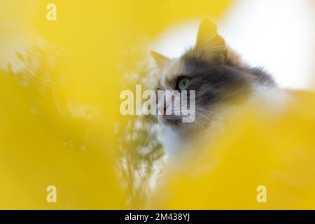 Gray white cat close-up. A beautiful cat looks away. Creative portrait of a serious street cat. Cute fluffy posing for the camera on a warm autumn day Stock Photo