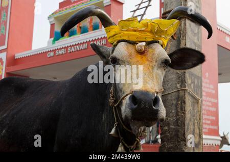 Holy cow, decorated with flower-garlands, at the bathing ghat Stock Photo