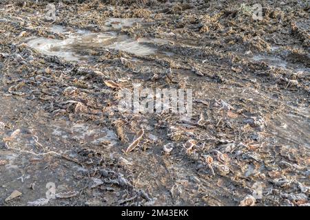 Frozen ground and ground water at entrance to a field along a country road in the UK. For winter in the countryside, hard farm life etc. Stock Photo