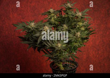 Mother of berries variety of marijuana with ripened bloom and dark red backbround Stock Photo