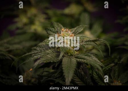 Mother of berries variety of marijuana with ripened bloom and dark violet backbround Stock Photo