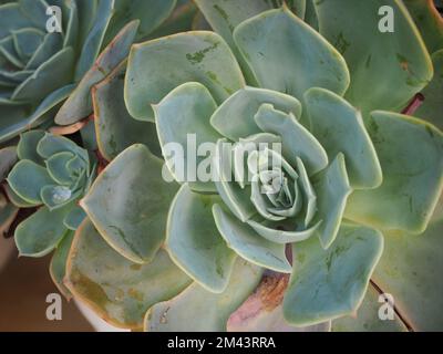 Tidewater green background. Cactus pattern wallpaper. Succulent plant patterns. Closeup of a teal cactus. Teal cactus plant leaves. Stock Photo