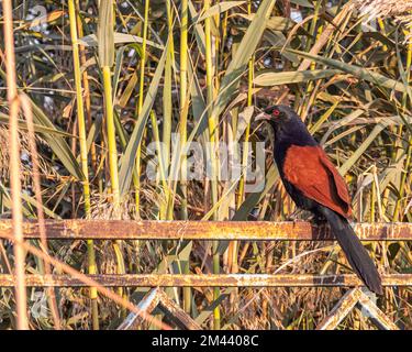 A Greater Coucal resting on a railing Stock Photo