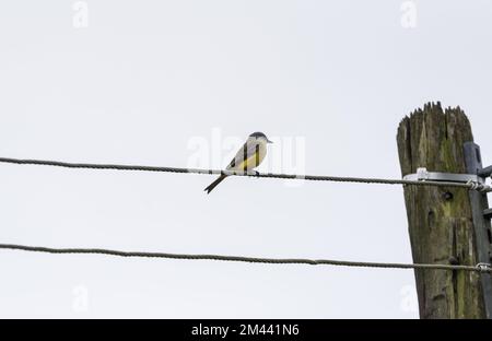 Perched Tropical Kingbird (Tyrannus melancholicus) in Mexico (id'ed from the call) Stock Photo