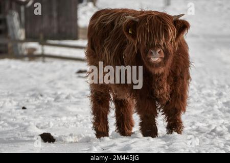 Highland cow calf standing on snow covered field and sticking out tongue Stock Photo