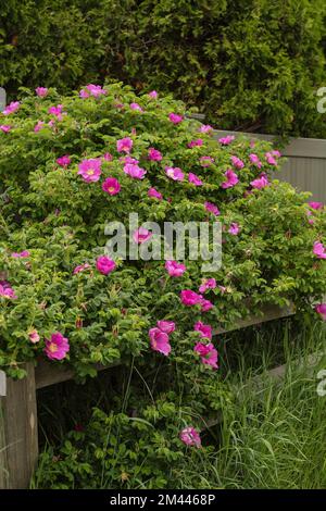 Beach roses grow along the eatern seaboard, especially in New England. It's name is Rosa Rugosa and they are deep pink and white with large green leav Stock Photo