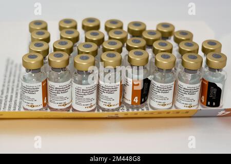 Feline rhinotracheitis calicivirus and 2024 panleukopenia