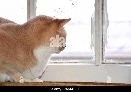 Close-up of a gold and white tabby cat staring through a filthy window Stock Photo