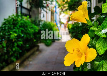 A close up of the flower of the Hibiscus, Double Flowering shrub. Stock Photo