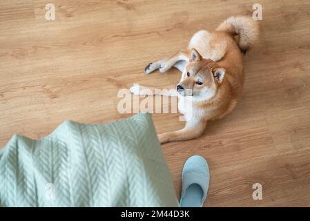 Shiba inu dog is lying under the bed on the floor next to soft slipper Stock Photo