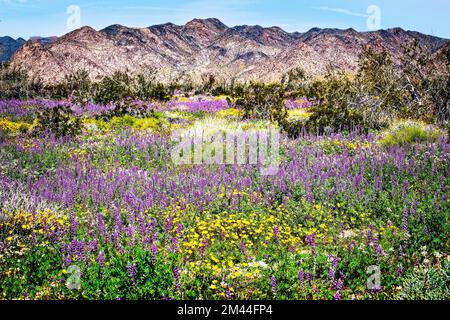 Wildflower blooms in the lower elevations of Joshua Tree National Park, California. Stock Photo