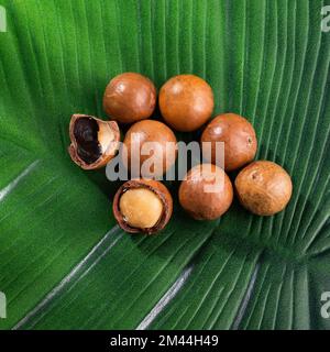 Organic macadamia nuts on the green leaf - Macadamia integrifolia Stock Photo