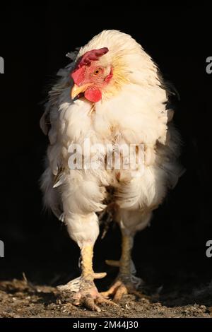 White hen standing in direct sunlight against black background in vertical format Stock Photo