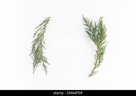Coniferous branches light desk Stock Photo