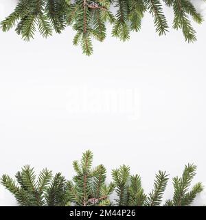 Coniferous branches light desk (1) Stock Photo