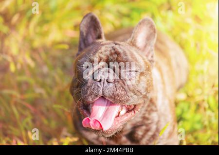 Portrait of a French brindle bulldog with black color. Dog on the background of green grass. Stock Photo