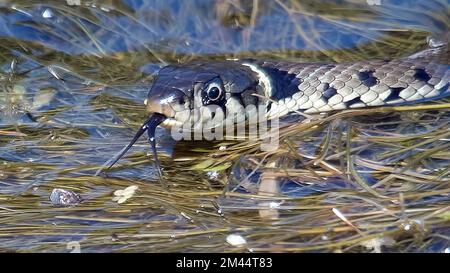 Grass snake, natrix natrix on the surface of a pond hunting Stock Photo