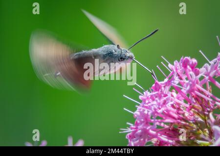 https://l450v.alamy.com/450v/2m44tby/hummingbird-hawk-moth-hovering-over-a-flower-2m44tby.jpg