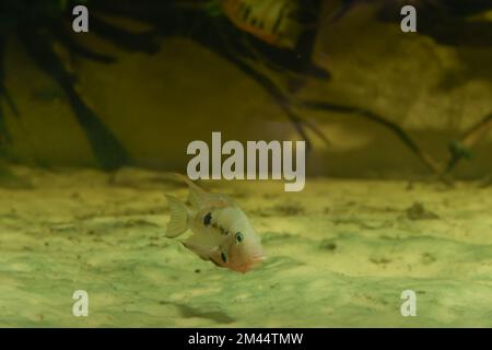 Ocean fish, pajama-cardinalfish Stock Photo