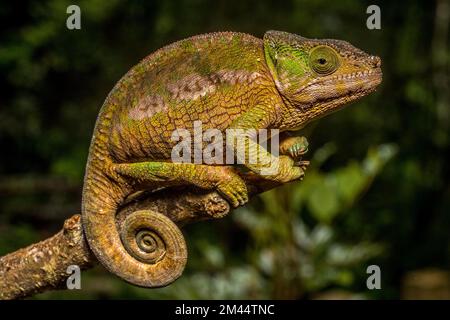 Globifer chameleon (Calumma chunkier), Mandraka Park, Madagascar Stock Photo