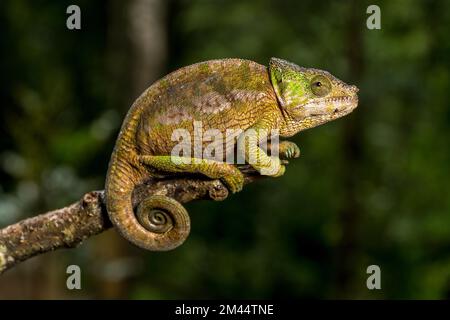 Globifer chameleon (Calumma chunkier), Mandraka Park, Madagascar Stock Photo