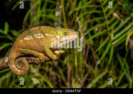 Globifer chameleon (Calumma chunkier), Mandraka Park, Madagascar Stock Photo