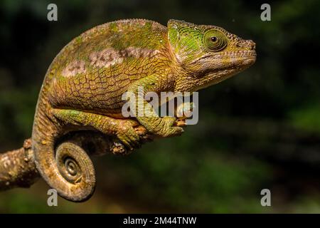 Globifer chameleon (Calumma chunkier), Mandraka Park, Madagascar Stock Photo