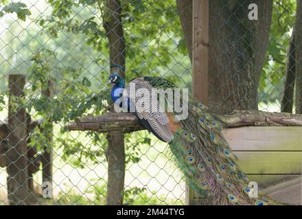 A male peacock sitting in an aviary on a stand. Rear view of folded tail Stock Photo