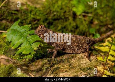 Antakarana ground chameleon (Brookesia antakarana), Montagne d Ambre National Park, Madagascar Stock Photo