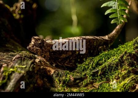 Antakarana ground chameleon (Brookesia antakarana), Montagne d Ambre National Park, Madagascar Stock Photo