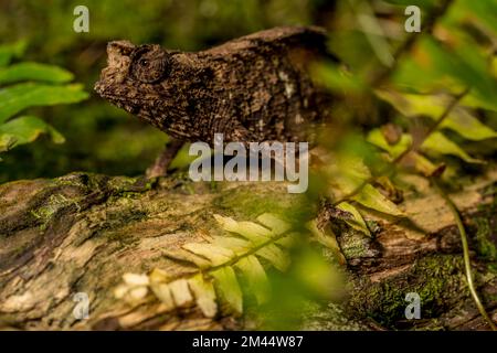 Antakarana ground chameleon (Brookesia antakarana), Montagne d Ambre National Park, Madagascar Stock Photo