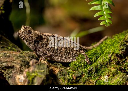 Antakarana ground chameleon (Brookesia antakarana), Montagne d Ambre National Park, Madagascar Stock Photo