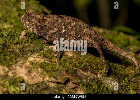 Antakarana ground chameleon (Brookesia antakarana), Montagne d Ambre National Park, Madagascar Stock Photo