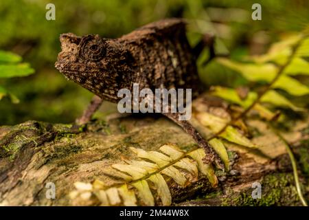 Antakarana ground chameleon (Brookesia antakarana), Montagne d Ambre National Park, Madagascar Stock Photo