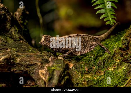 Antakarana ground chameleon (Brookesia antakarana), Montagne d Ambre National Park, Madagascar Stock Photo