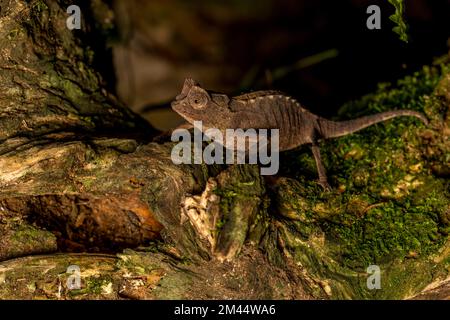 Antakarana ground chameleon (Brookesia antakarana), Montagne d Ambre National Park, Madagascar Stock Photo