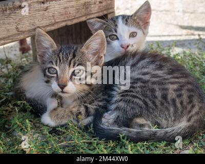A close up of two cute tabby kittens (Felis catus) lying on the grass on a sunny day Stock Photo