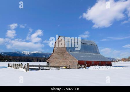 An old red barn stands in a snow covered field under a blue sky in north Idaho. Stock Photo