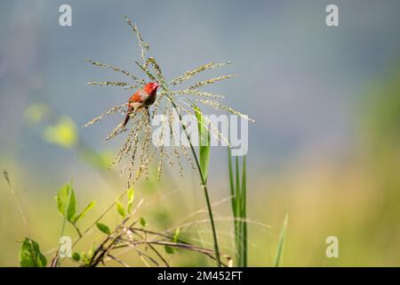 Single male Crimson finch perched and foraging on grass seed-heads at the Cattana Wetlands in Cairns, Queensland, Australia. Stock Photo